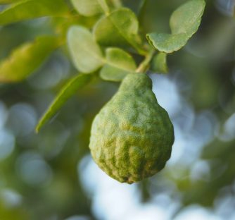 Bergamot essential oil is derived from the bergamot orange, a fruit endemic to the Calabria region of Italy. You may already be familiar with its citrusy flavor--it is most notably used in Earl Grey tea! However, this isn